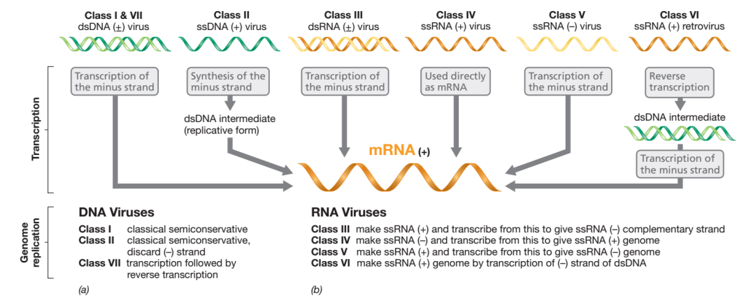 Introduction To Viral Genomes Introduction To Viral Genomes