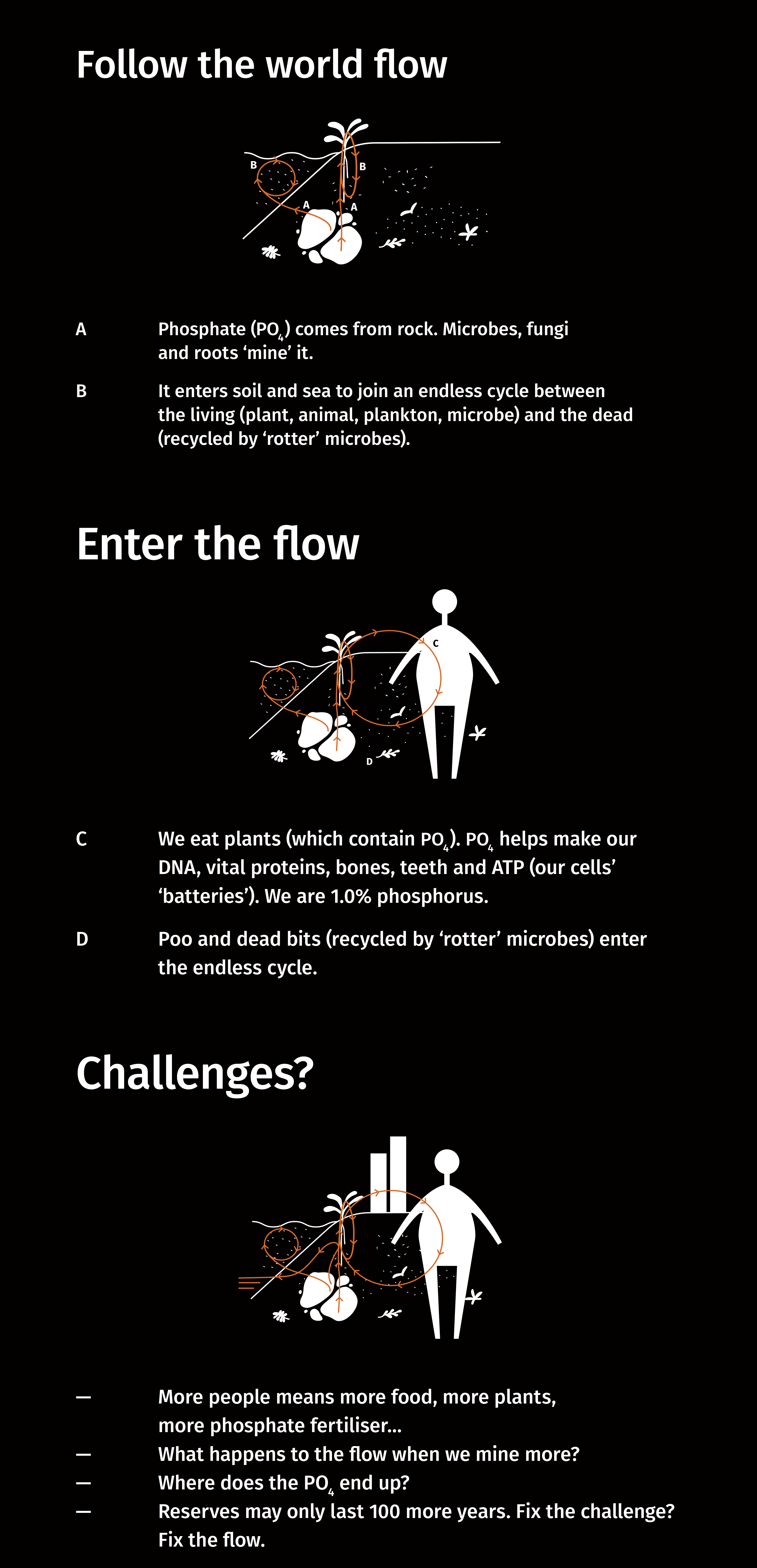 Follow the flow of the Phosphate cycle, from the fungi, microbes and roots that 'mine' the rock, entering plants, which are eaten by mammals, which are decomposed by microbes and so the cycle continues. Challenges for the phosphate cycle are posed from our increased demand for plants, crops, and phosphate fertilisers.