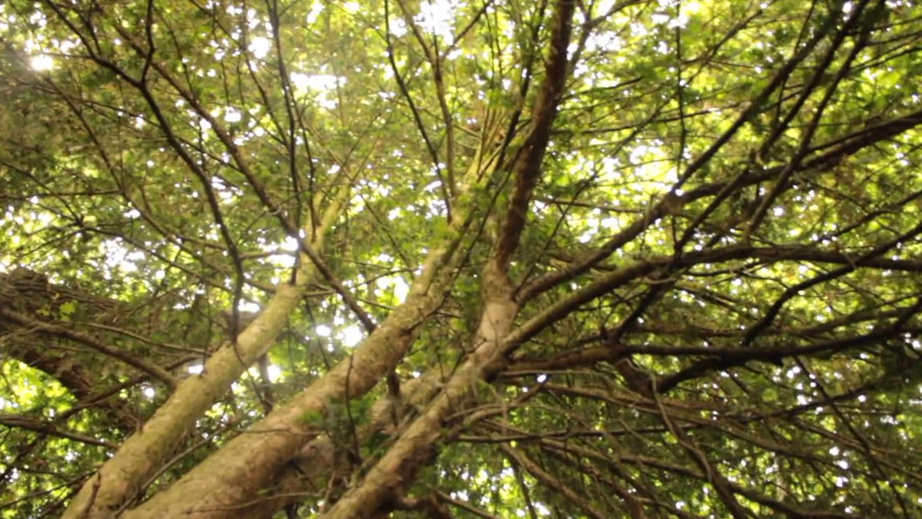 Image of trees in a forest, with the camera pointed upward to capture it