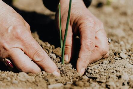 Close up of two hands putting a plant in soil