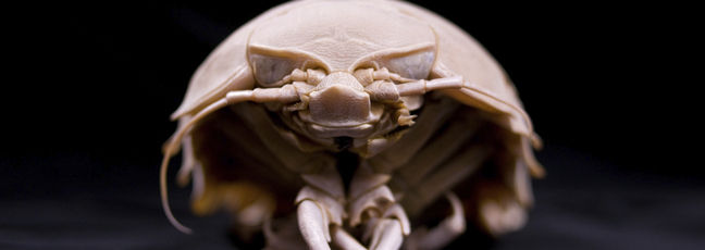 A deep ocean giant isopod