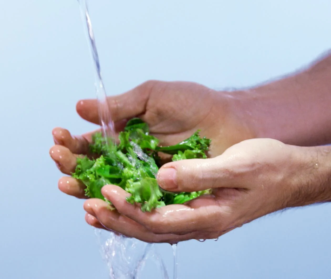 green salad leaves being held in hands whilst water pours onto them from unknown source. White background.