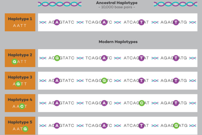 Genetic diagram showing ancestral and modern haplotypes