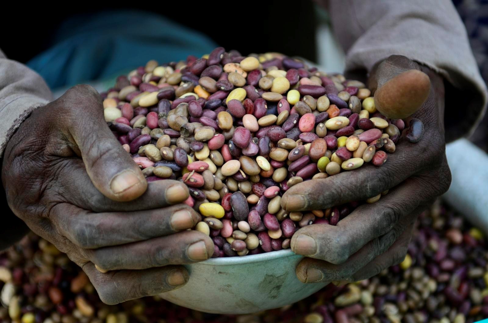 Hands scooping beans in a bowl