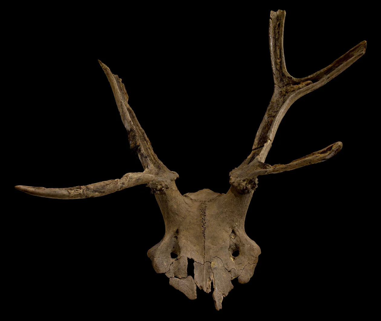 a photo of an old, unearthed deer skull, complete with antlers