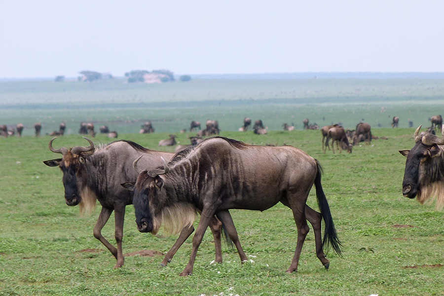 Wildebeest