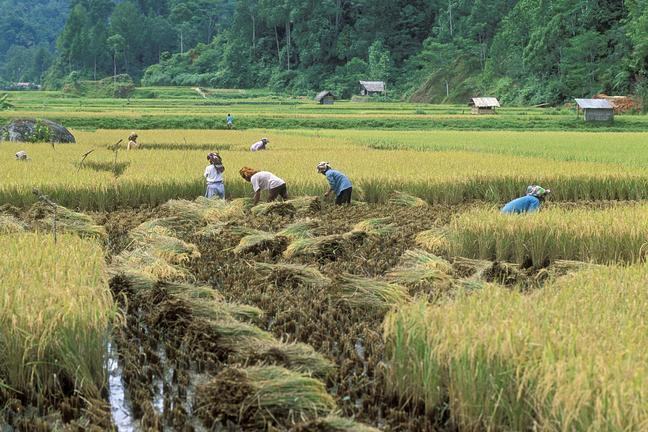 What is the major food crop of Southeast Asia?