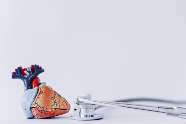 heart model with stethoscope