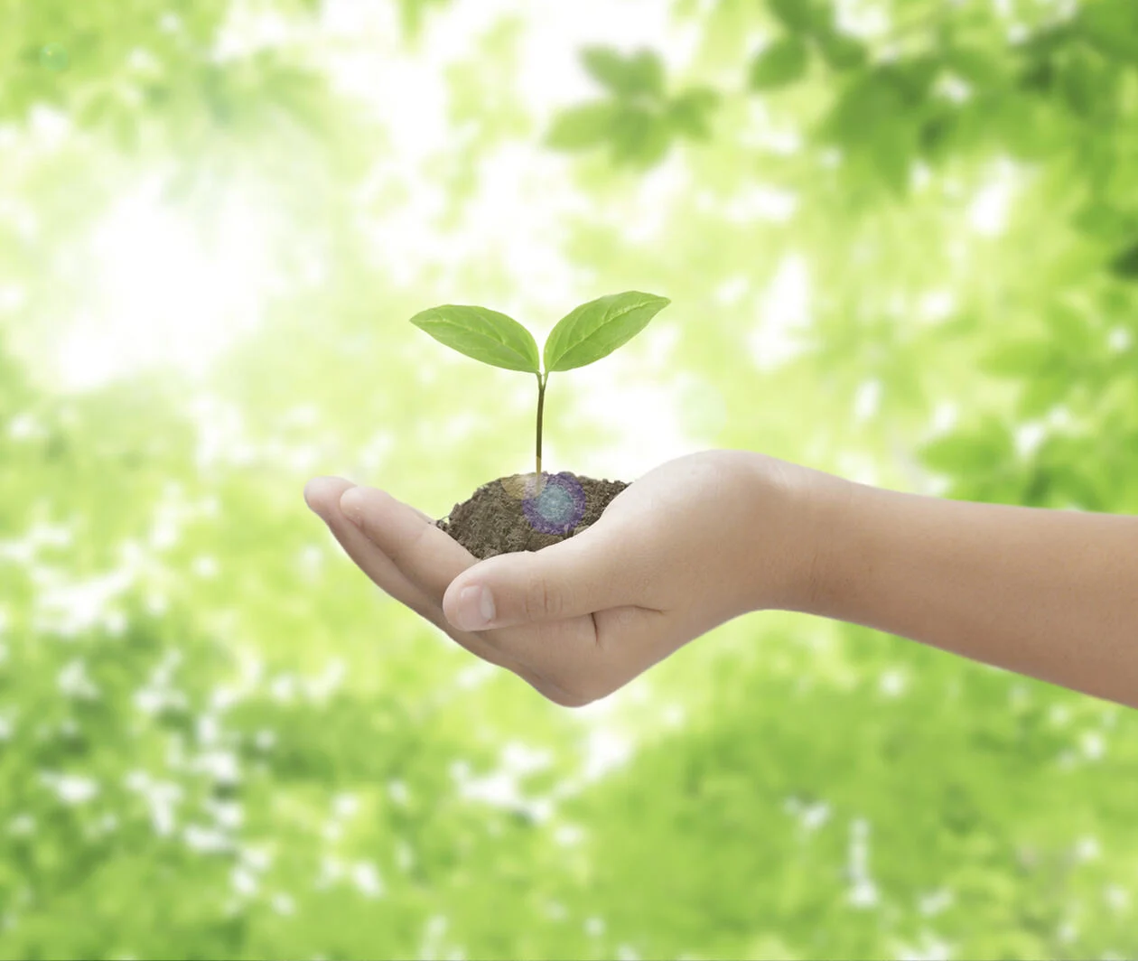 Hand holding a seedling on a green background