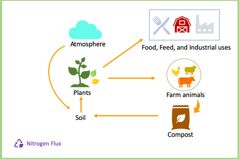 nitrogen flux