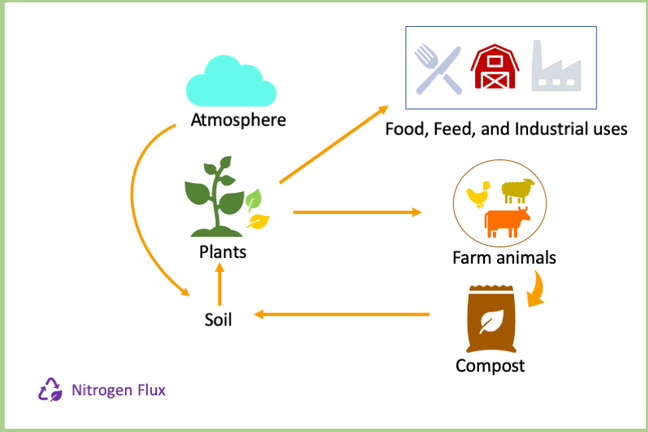 nitrogen flux