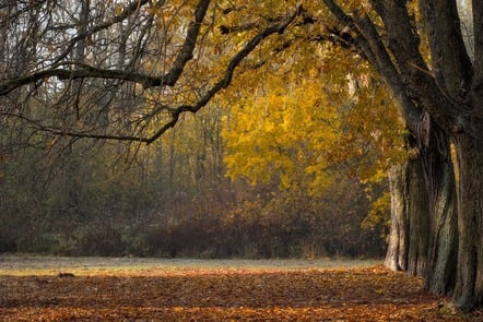 Trees