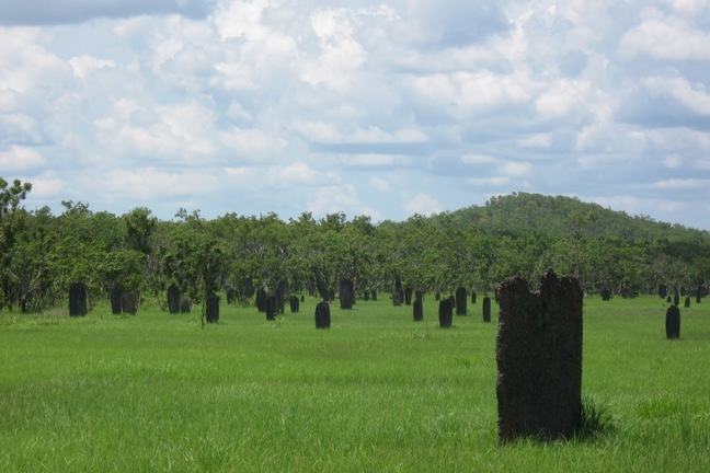 image of grass and trees and undisclosed objects