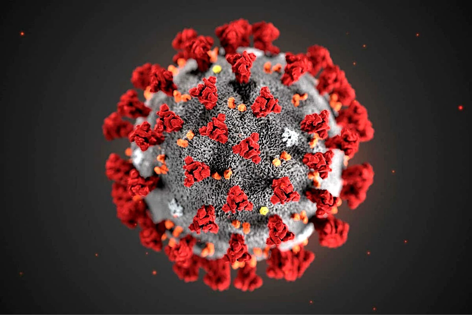 The SARS-CoV-2 virus