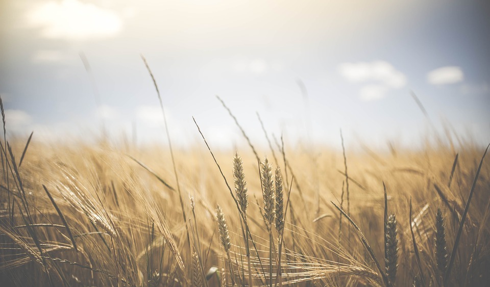 Close up of wheat stalks in a wheat field