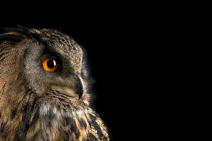 A photograph of an owl in profile
