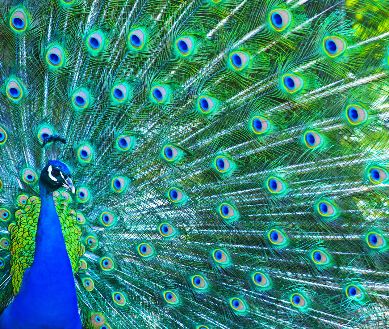 Peacock displaying tail feathers