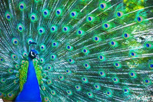 Peacock displaying tail feathers