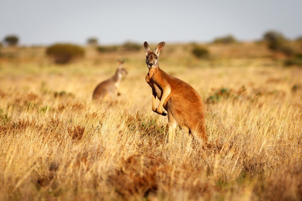 Two kangaroos in a grassy field, one looking at the camera