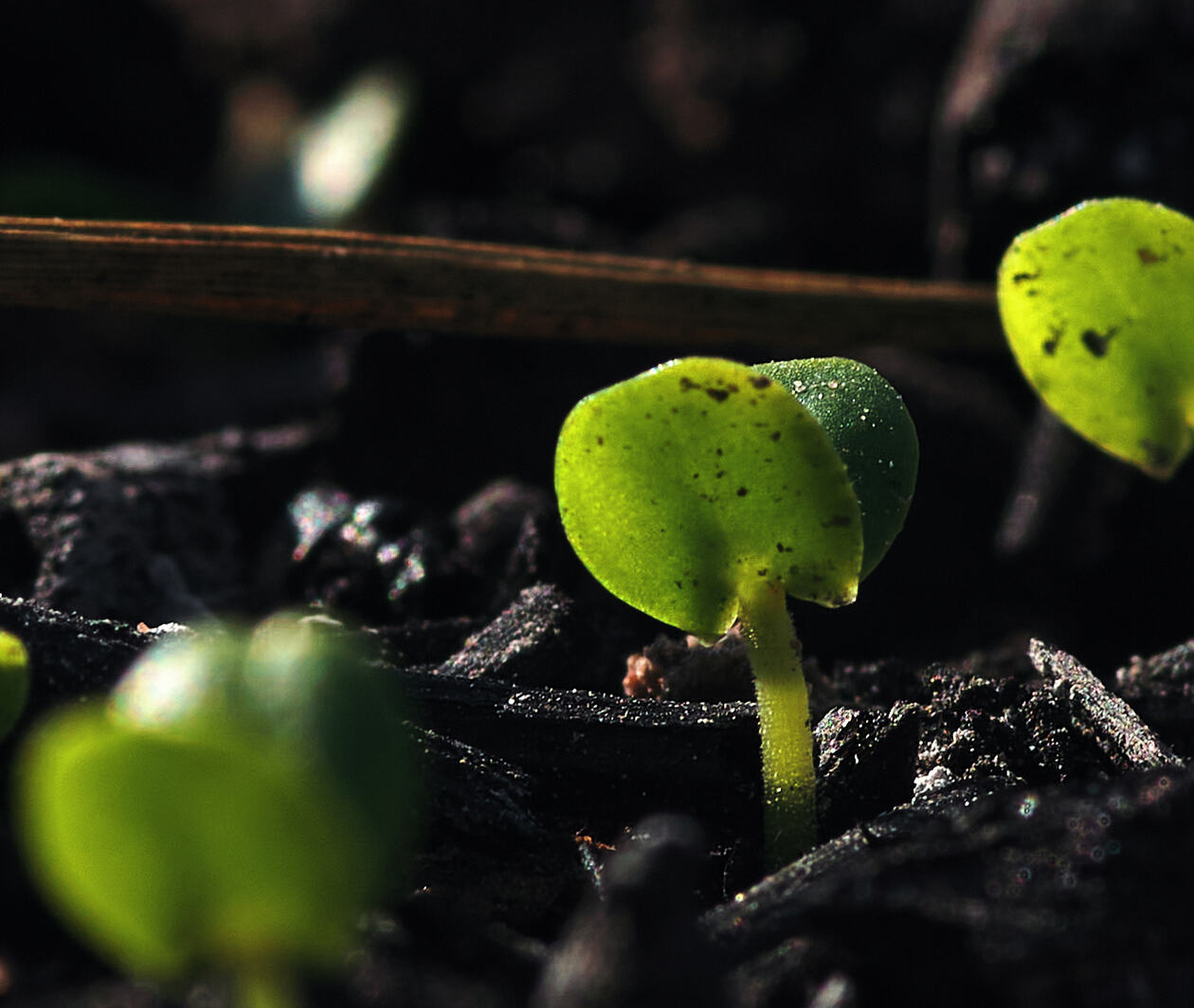 Seedling growing from the ash after a wildfire