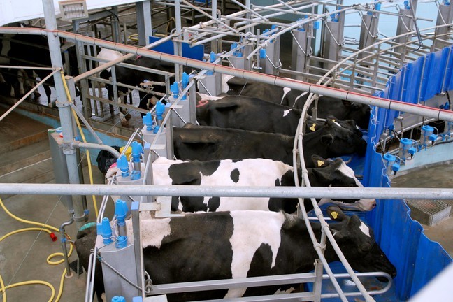 An aerial photo of cows being milked in a milking carousel