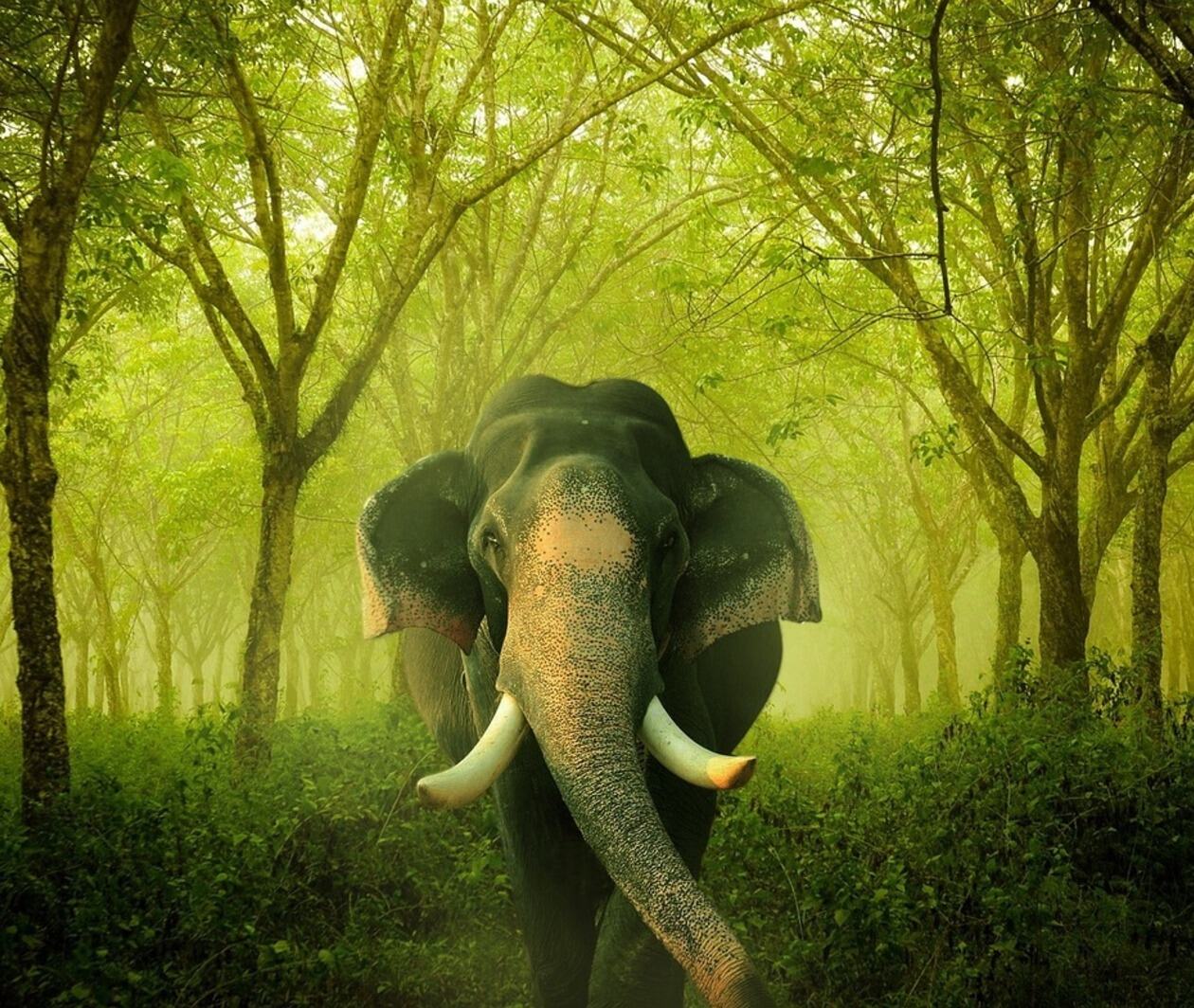 Indian elephant in nature