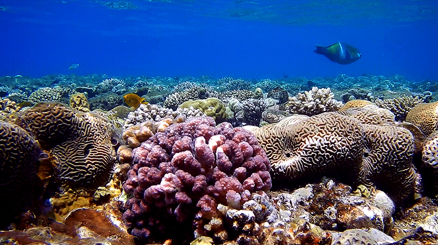 An underwater view of a coral reef and fish