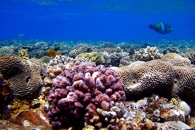 An underwater view of a coral reef and fish