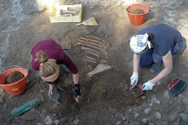 Excavating a cow skeleton