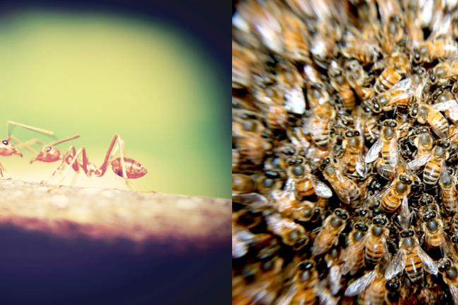 Two ants facing one another and a swarm of bees.