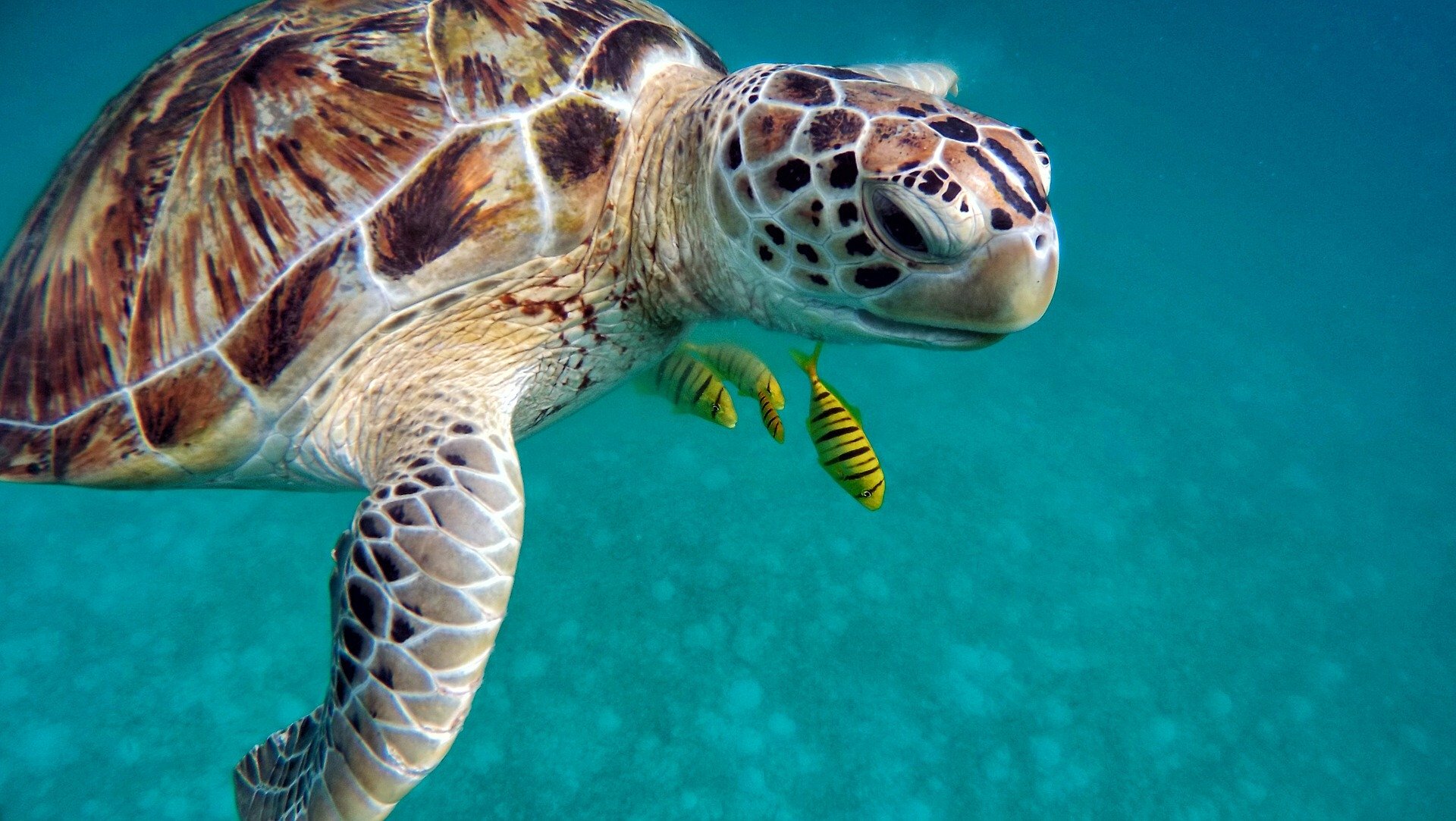 A green turtle swimming in the ocean