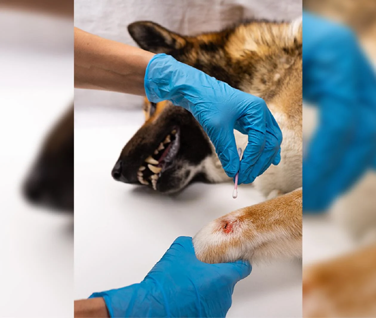 A veterinarian attends to a wound on a dog's paw.