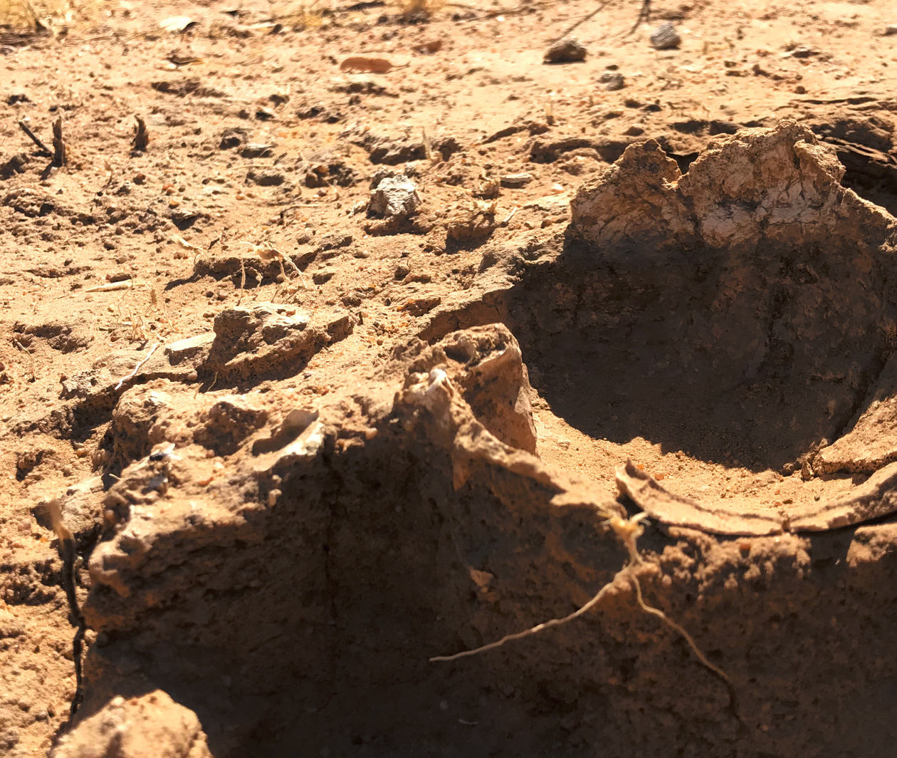 Remains of a human skull located in Western Queensland