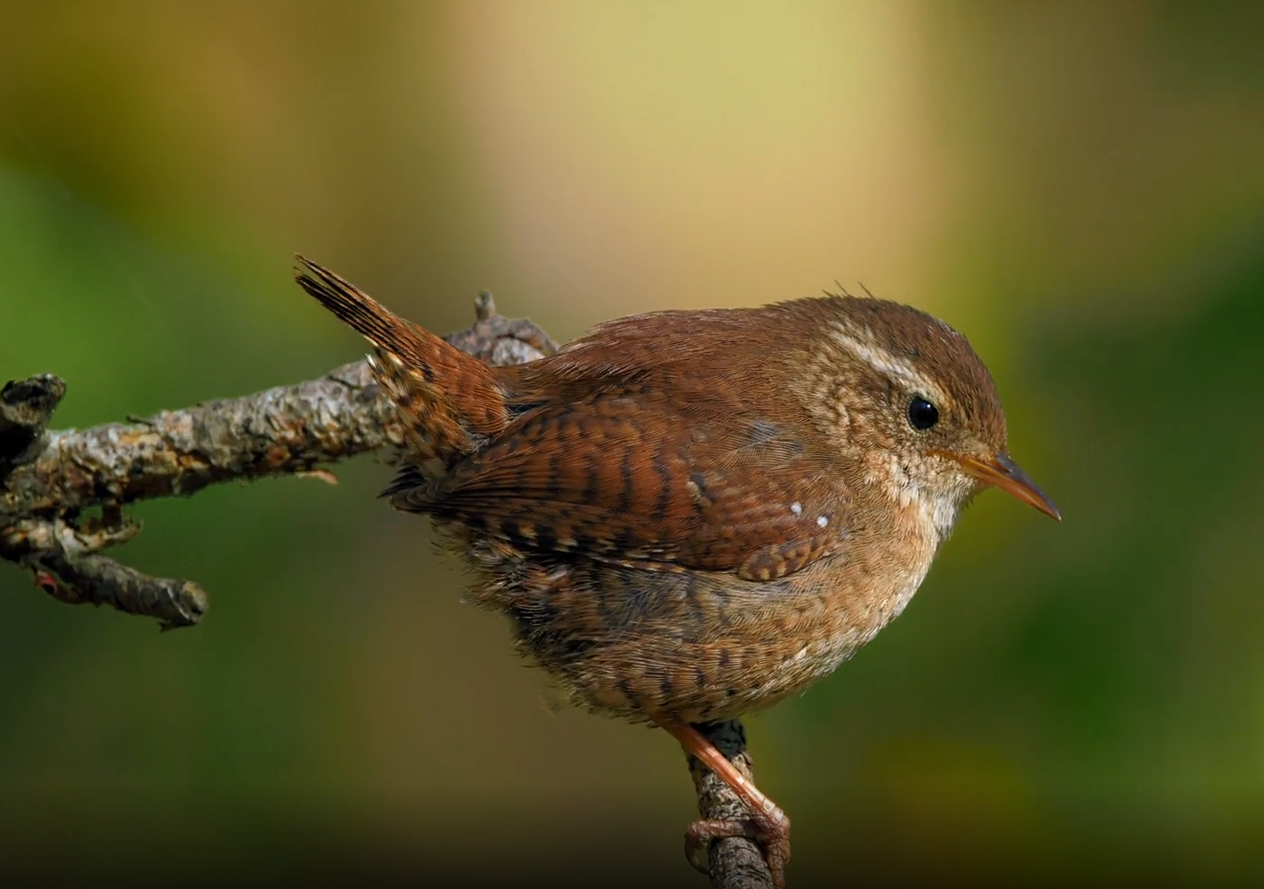 photo of a wren sitting on a branch