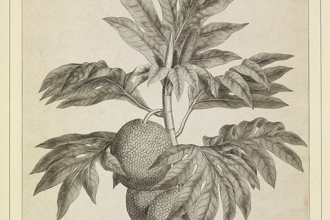 An engraving of a branch of the bread fruit tree with large round fruit and leaves