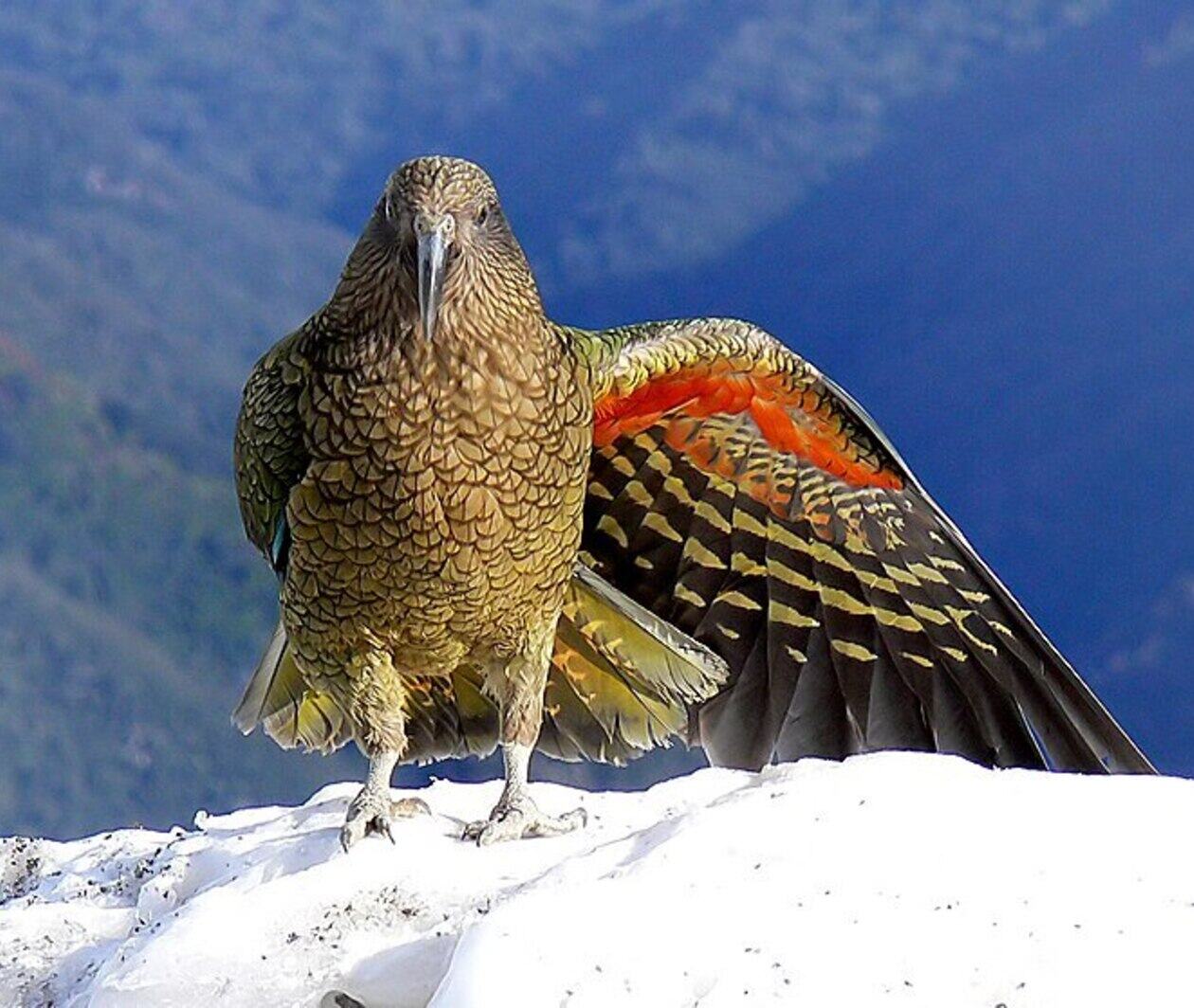 A Kea, an alpine parrot. It has mottled moss green feathers, and is displaying the underside of one wing which has a bright orange-red streak. it sits on a snowy mountainside