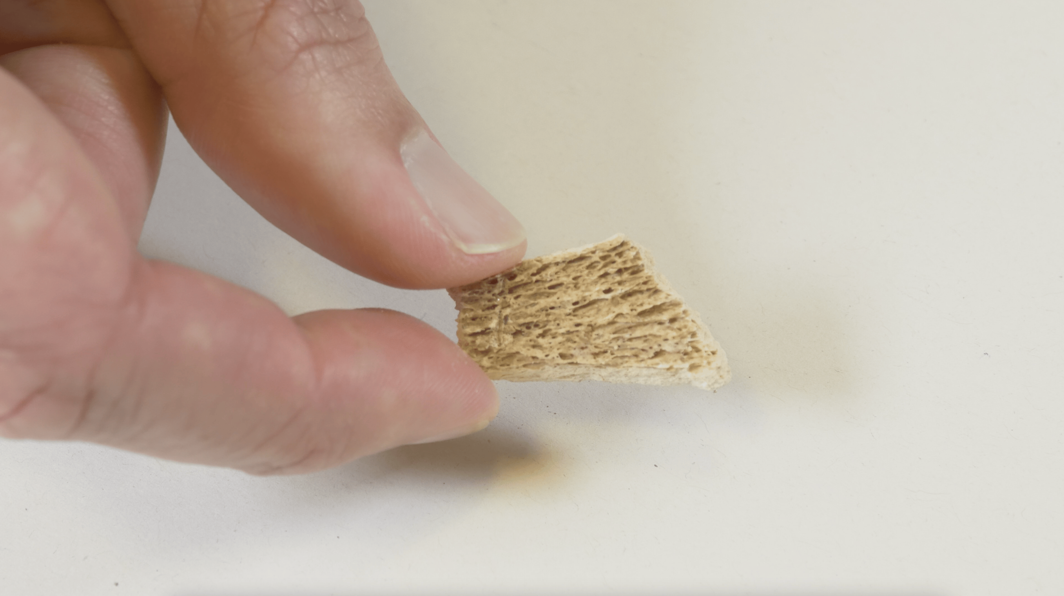 Hand holding a small piece of bone