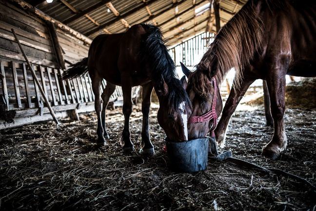 2 horses in a stable.