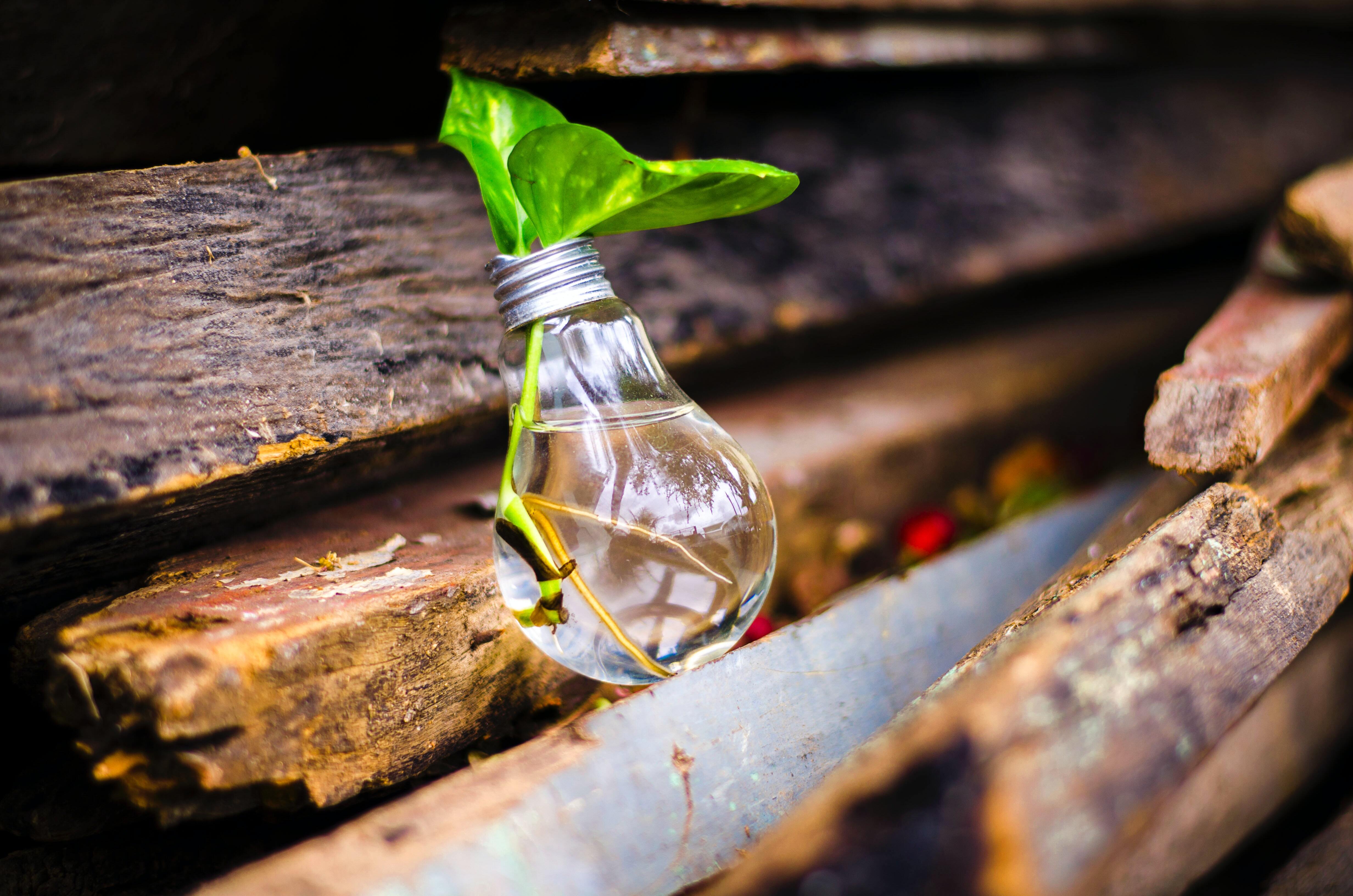 A lightbulb repurposed as a plant pot lies on wood with thriving plant propagating roots in it