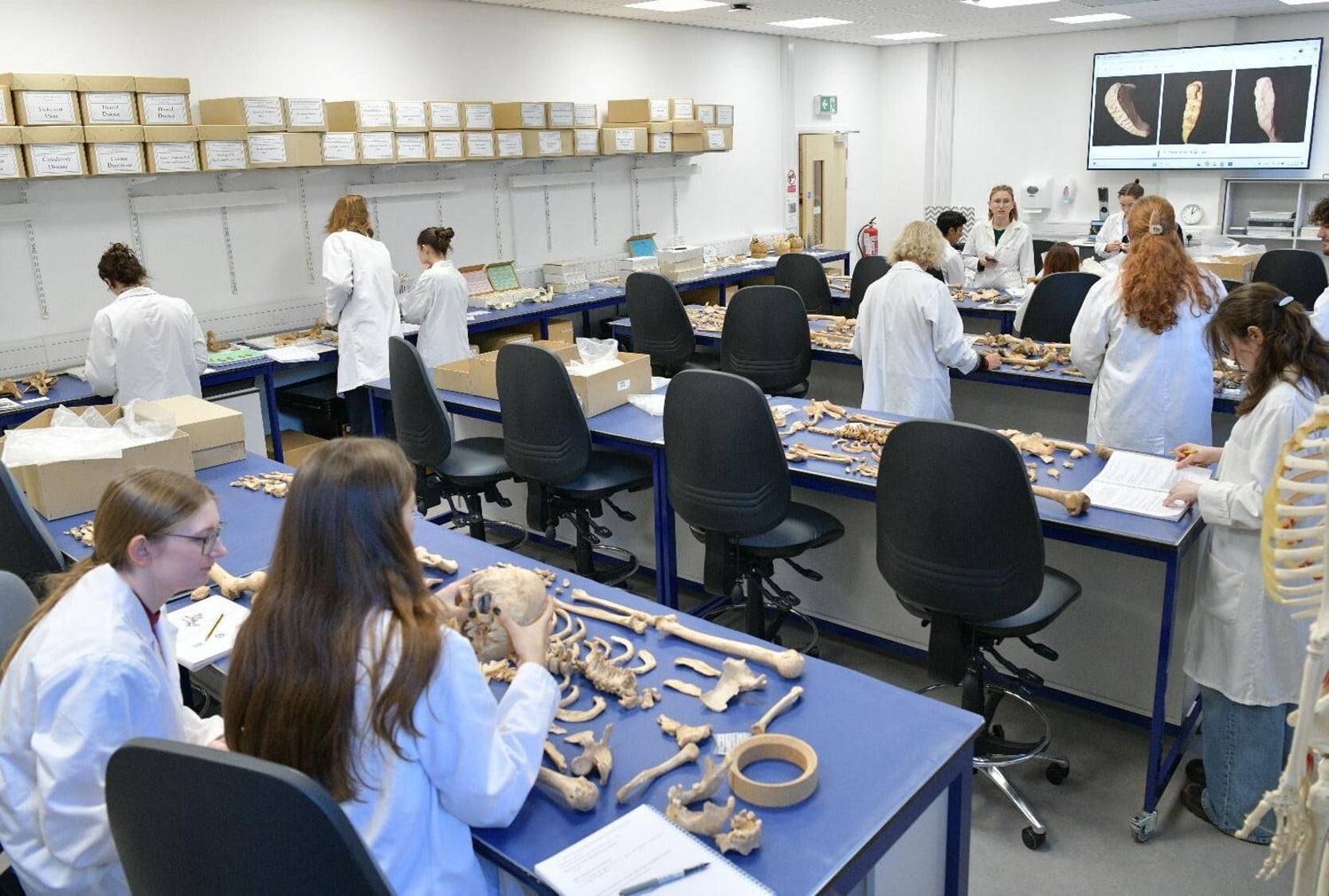 Osteologists examining skeletons at Durham University's Human Osteology Laboratory Students working in a laboratory with skeletons laid out on benches.