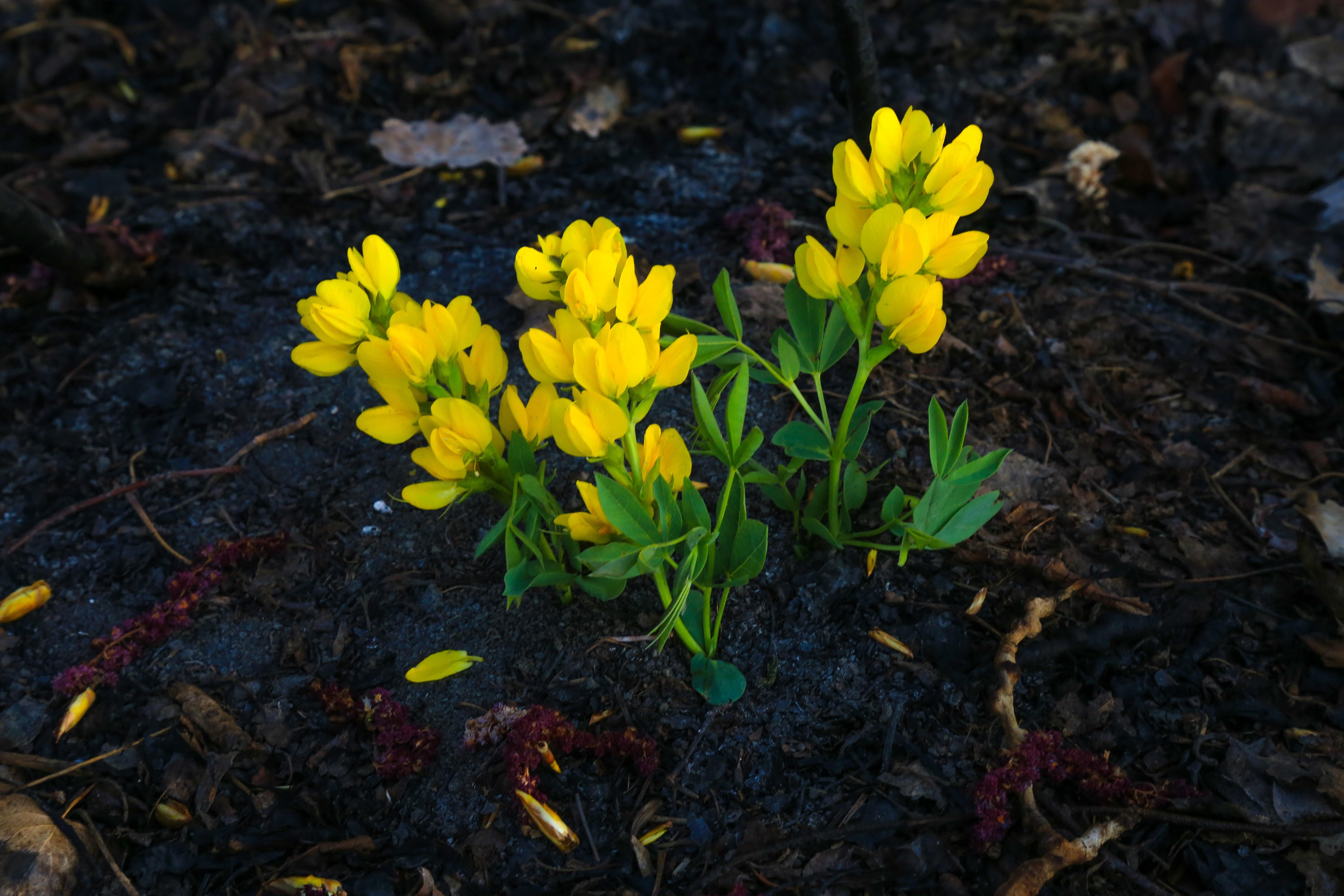 Yellow flowers growing in the soil