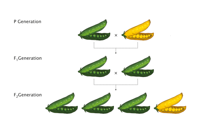 When should we talk about Mendel and his peas?