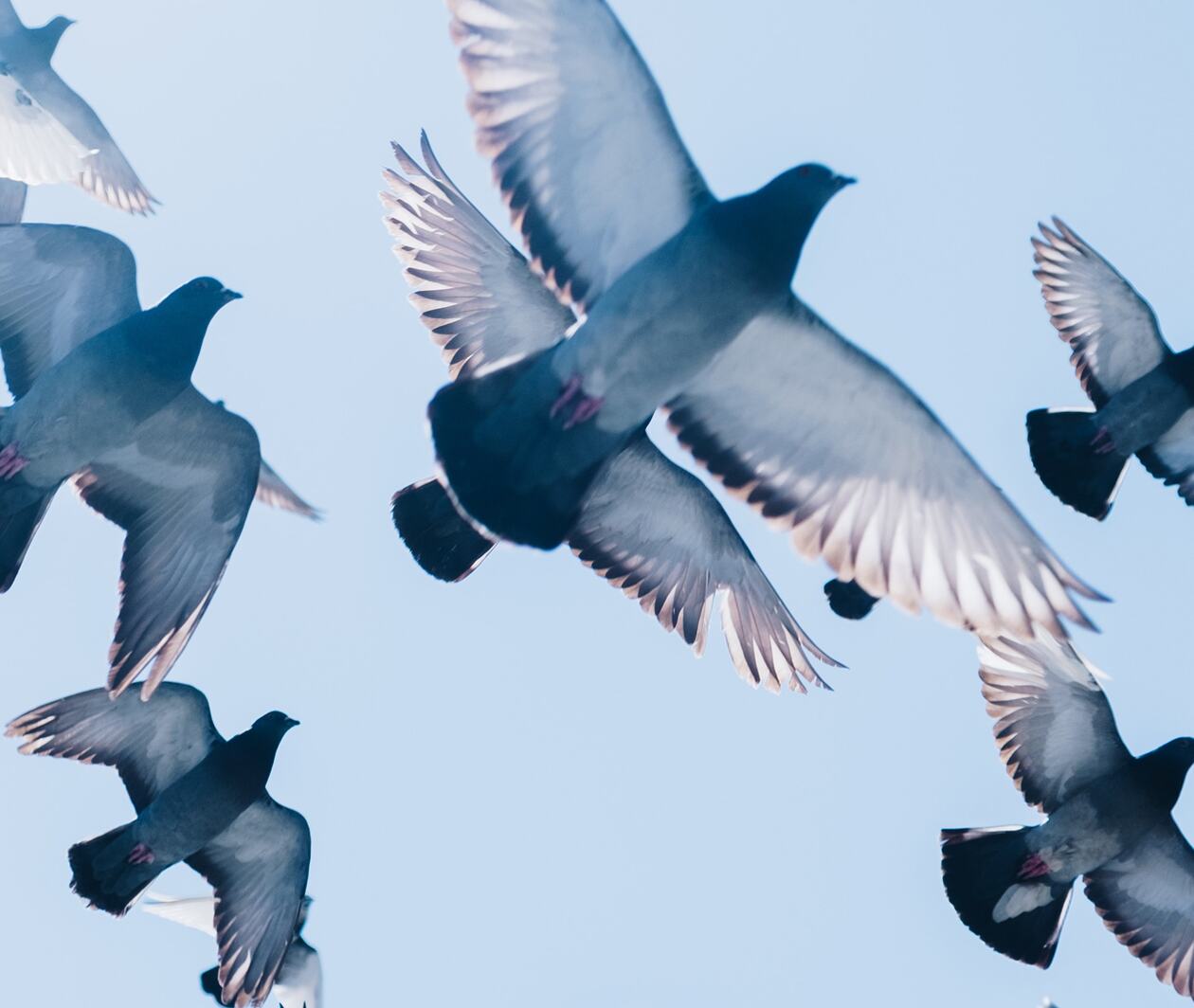 A flock of pigeons passing overhead