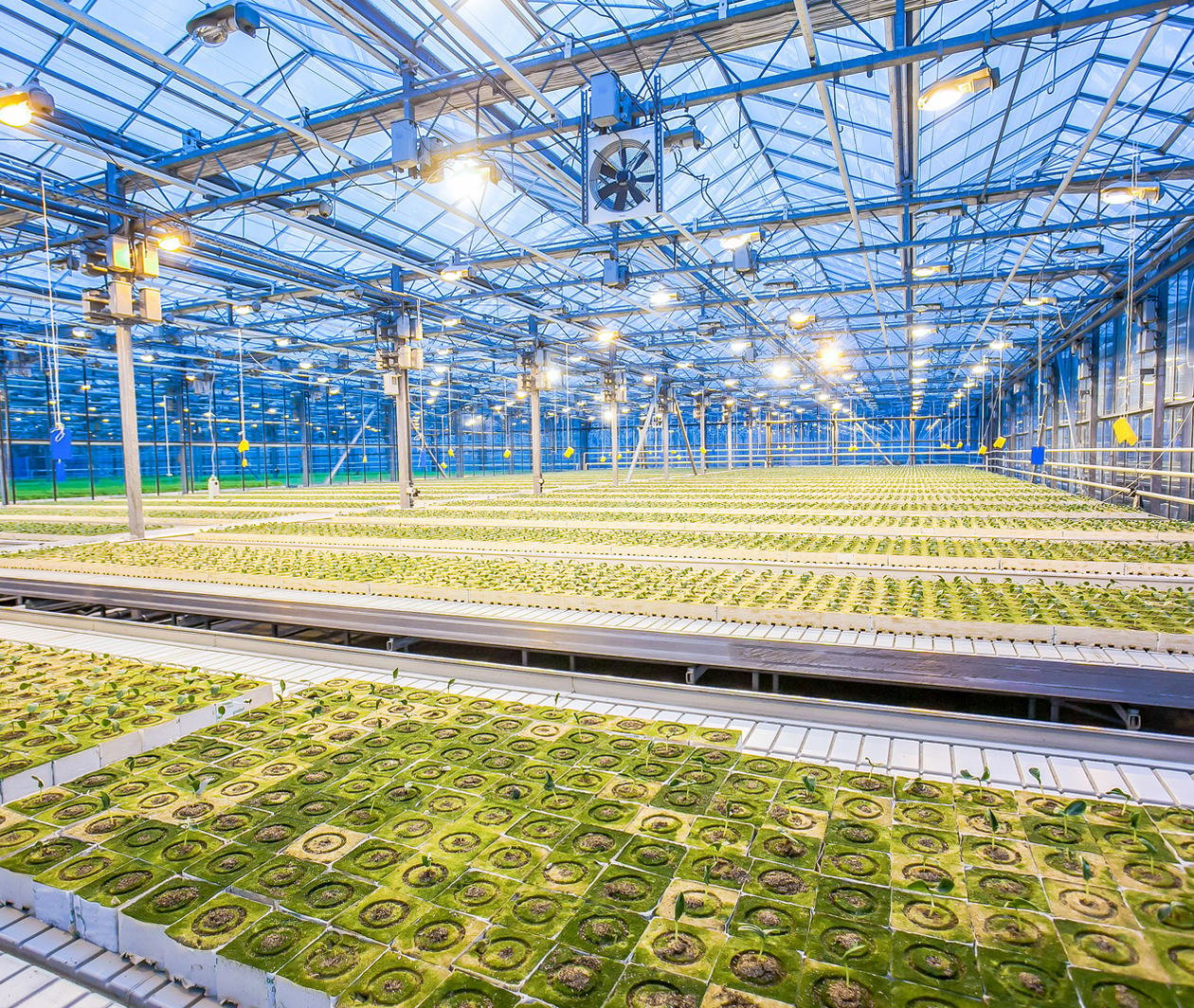 Plants growing in a commercial greenhouse