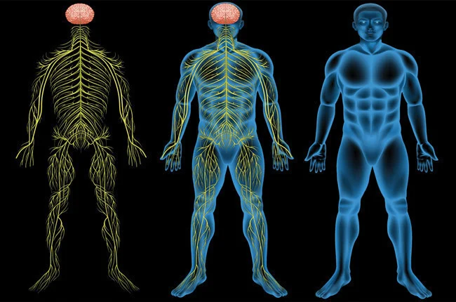 the nervous system