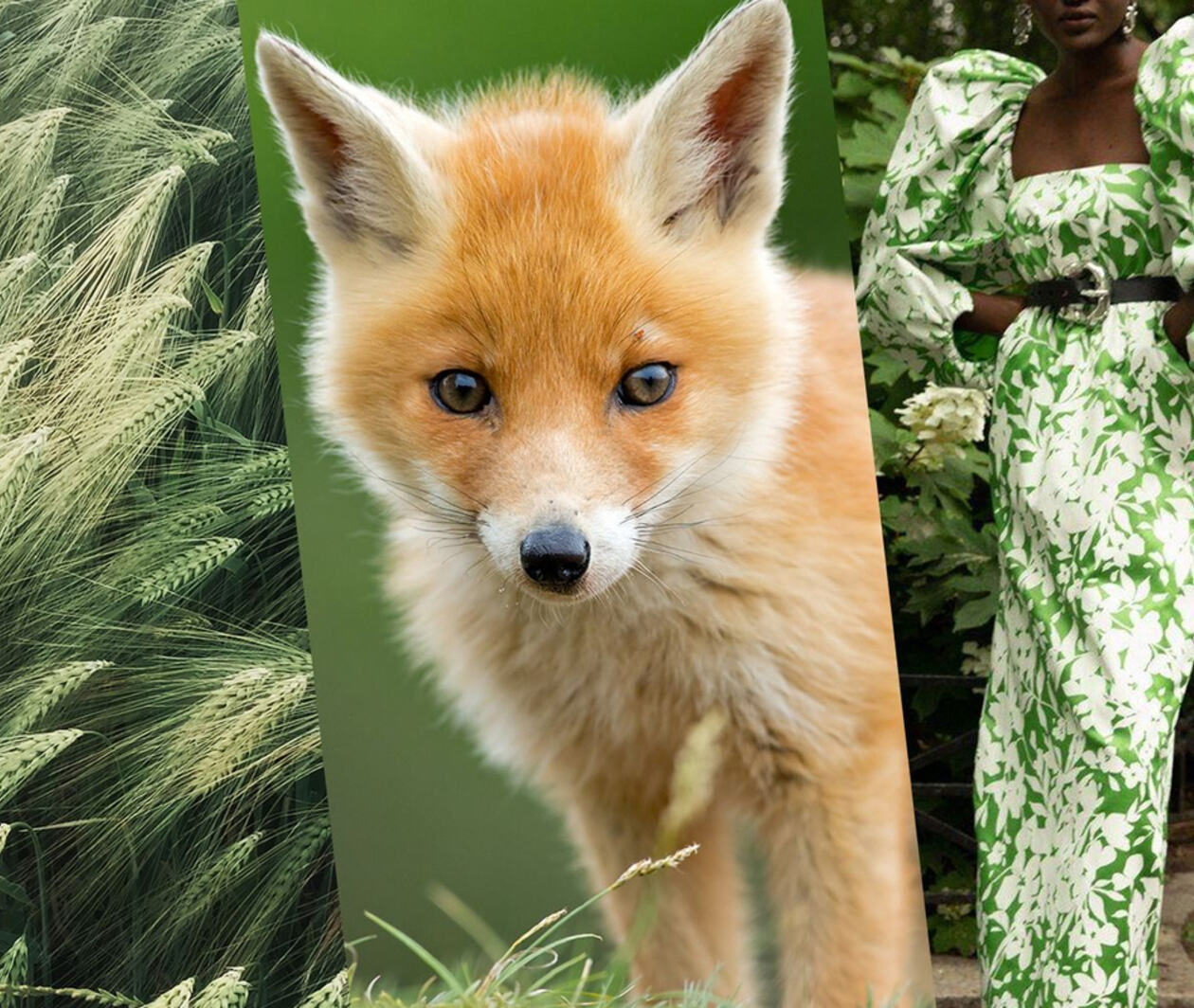 Compassion in Fashion: Sustainability and the Global Fur Trade 同理新时尚:可持续发展与全球皮草贸易