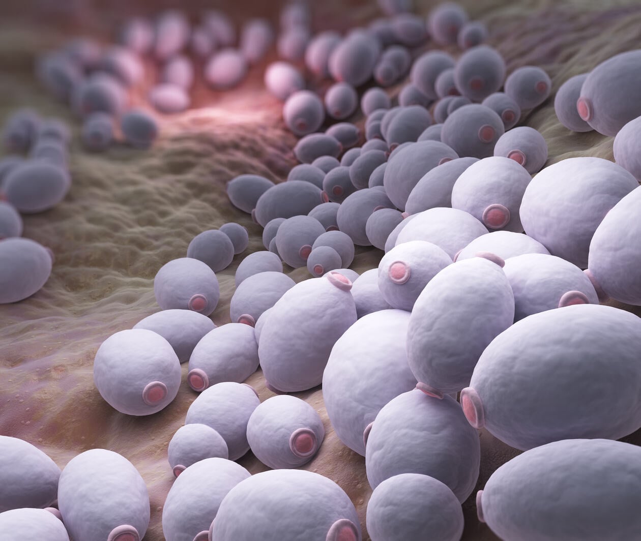 Candida albicans bacteria