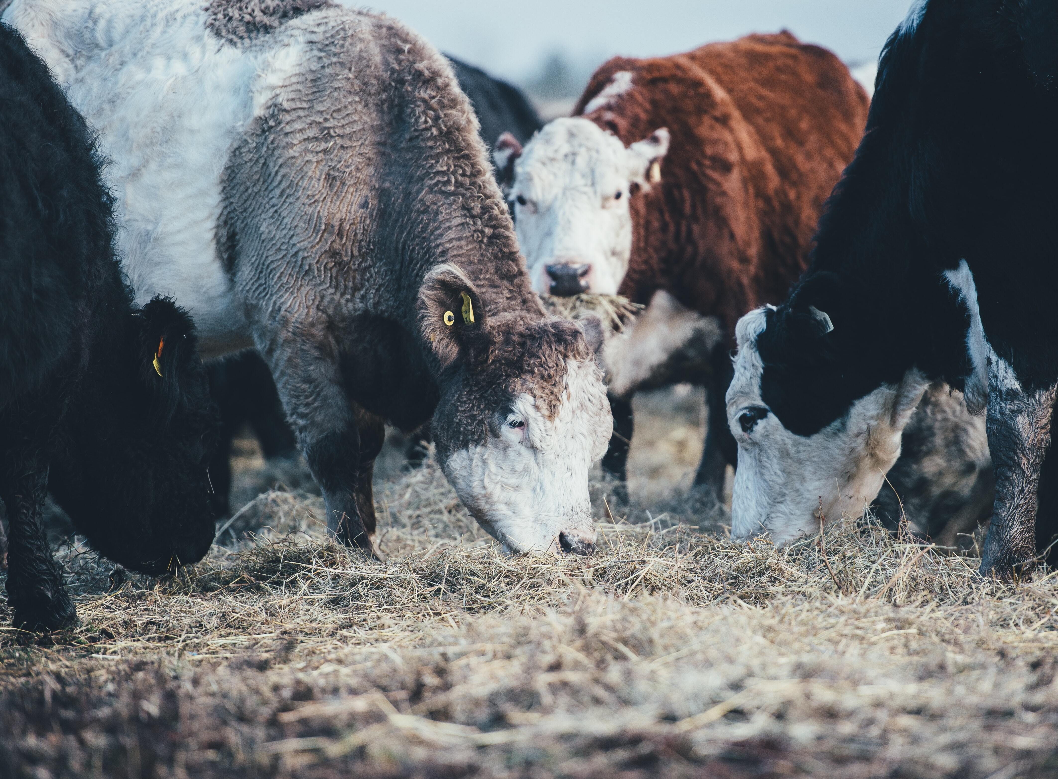 Four cows eating straw