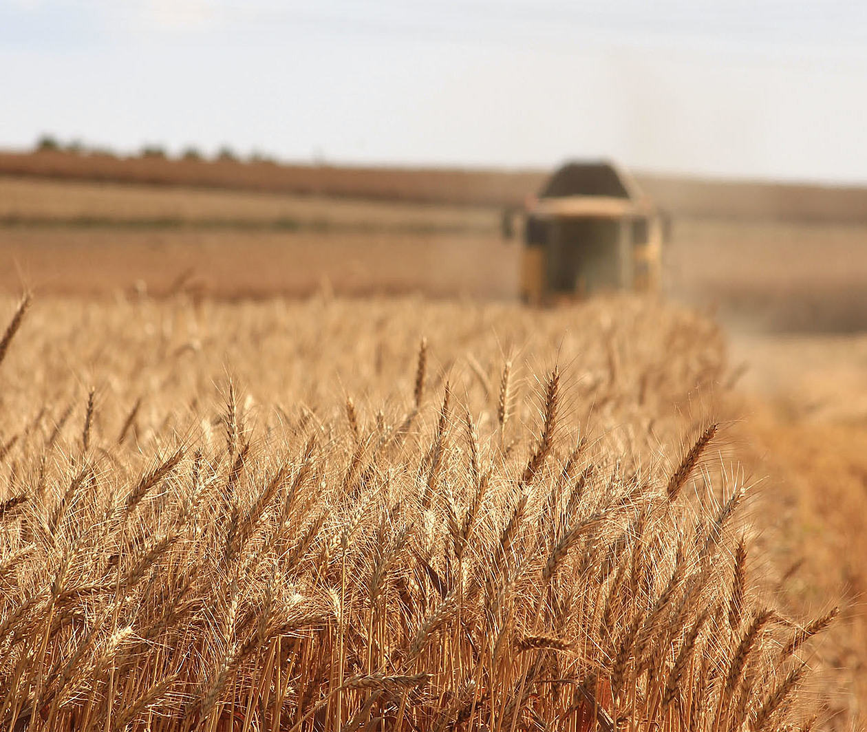 Harvesting a field of wheat