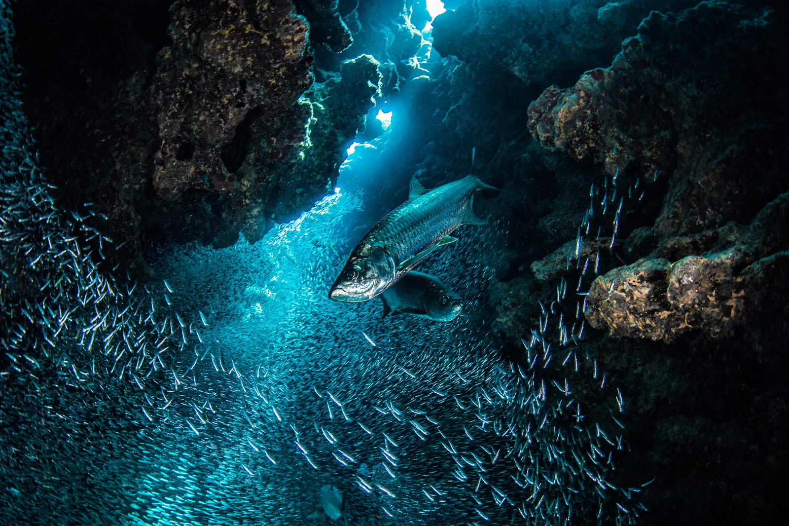 Exploring Our Ocean Online Course FutureLearn